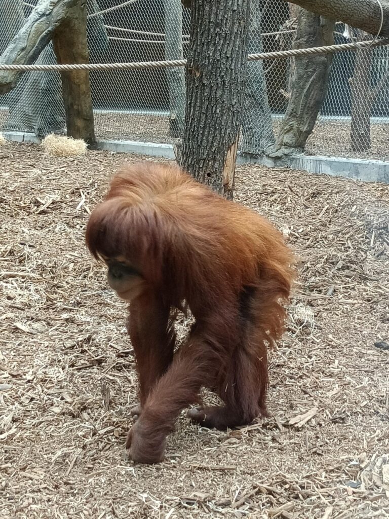 Orangutan sumatrzański - Orientarium w Łodziz dziećmi