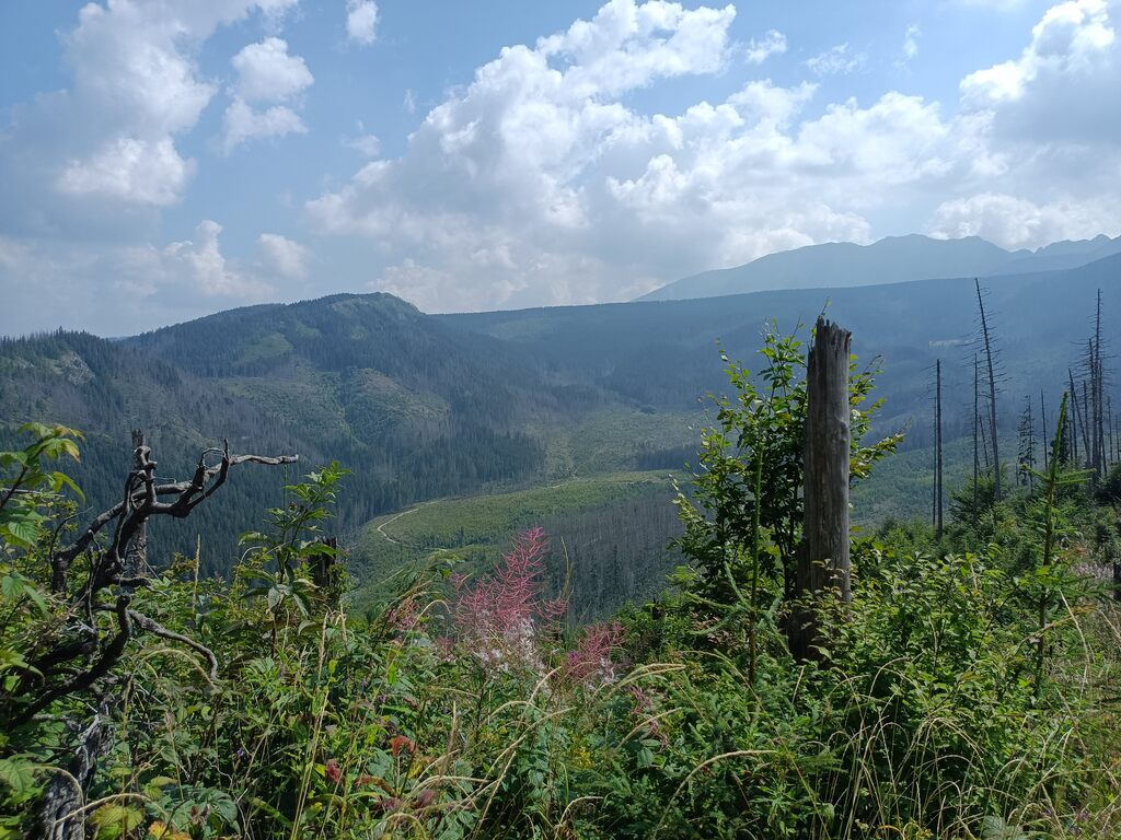 Widok na Dolinę Olczyską